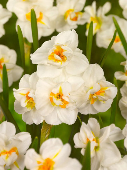 Narcissus 'Sir Winston Churchill' - Narzisse