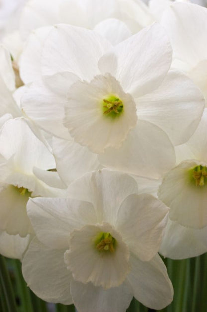 Narcissus 'Stainless' - Narzisse