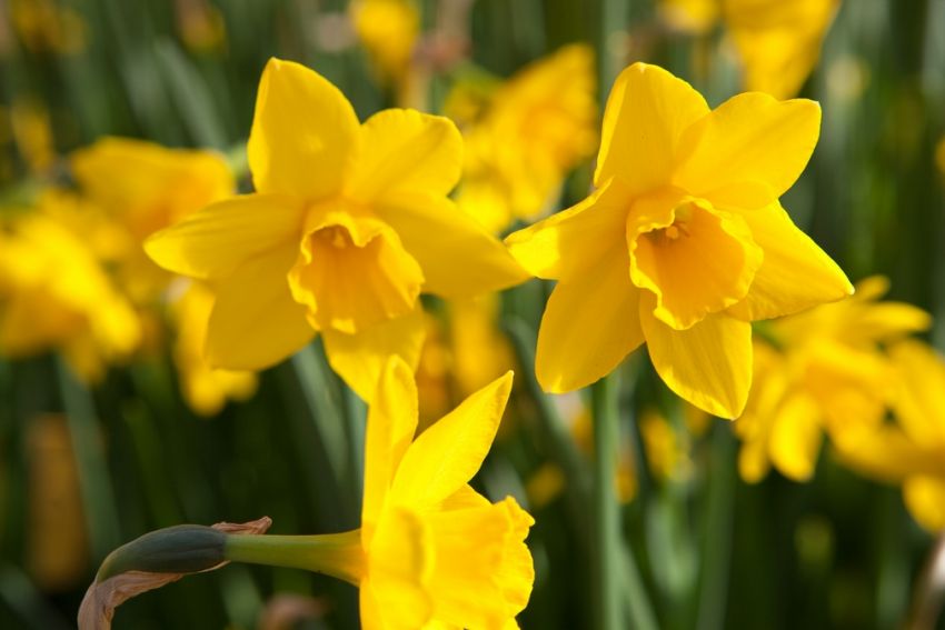 Narcissus 'Sweetness' - Narzisse