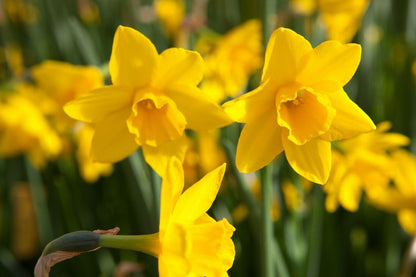 Narcissus 'Sweetness' - Narzisse