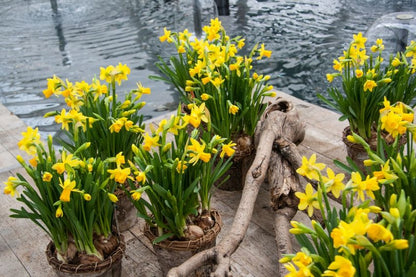 Narcissus 'Tete A Tete' - Narzisse