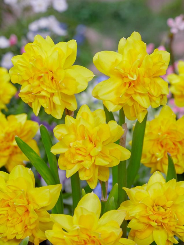 Narcissus 'Tête Bouclé' - Narzisse