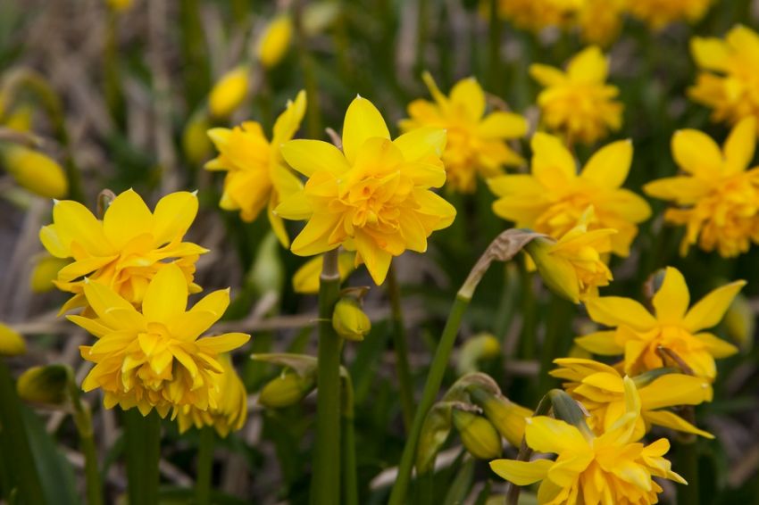 Narcissus 'Tête Bouclé' - Narzisse