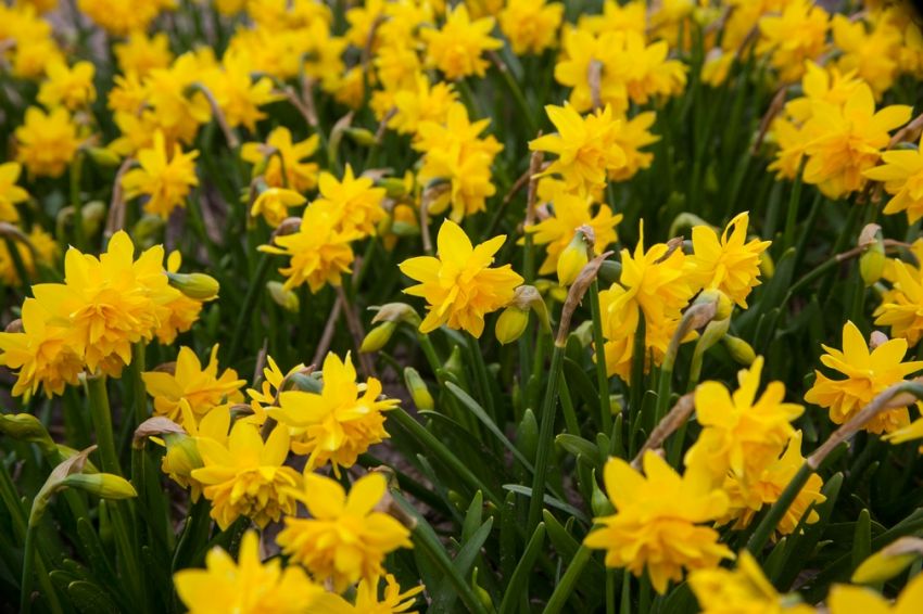 Narcissus 'Tête Bouclé' - Narzisse