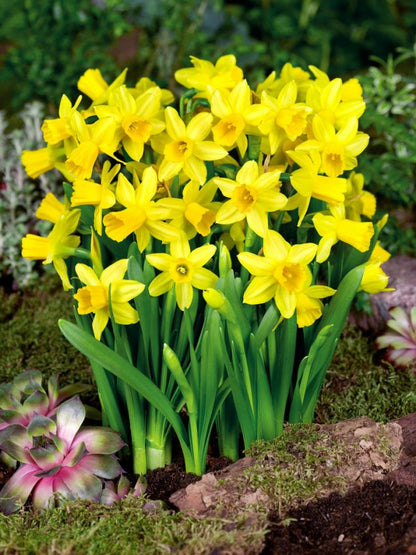Narcissus 'Tete A Tete' - Narzisse