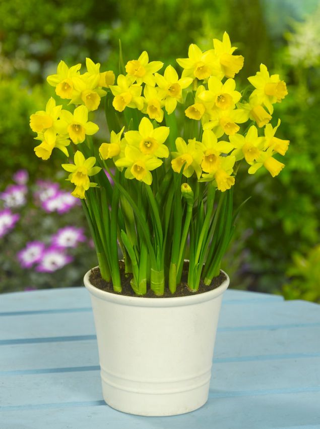 Narcissus 'Tete A Tete' - Narzisse