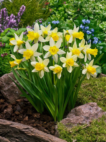 Narcissus 'Topolino' - Narzisse