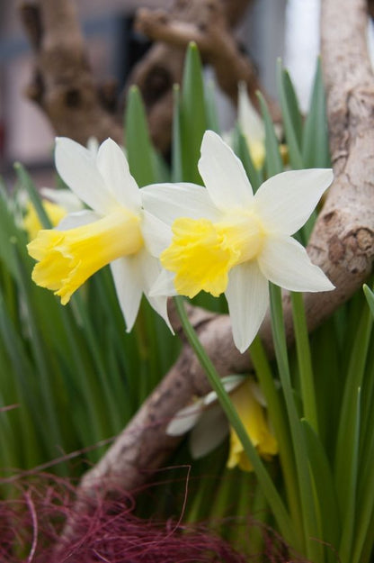 Narcissus 'Topolino' - Narzisse