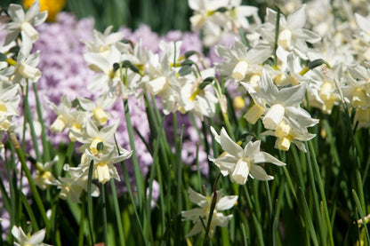 Narcissus 'Toto' - Narzisse