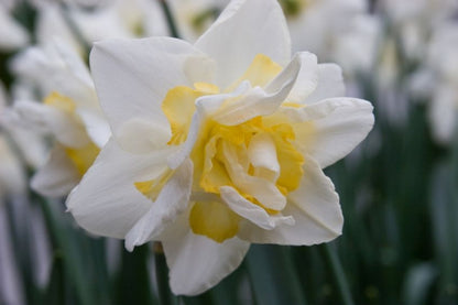 Narcissus 'White Lion' - Narzisse