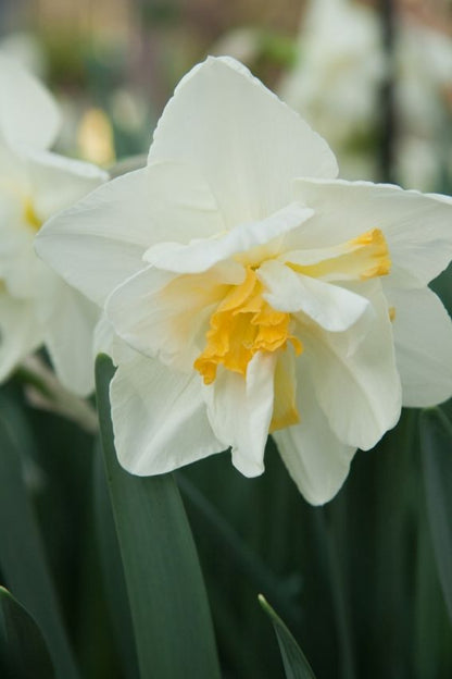 Narcissus 'White Lion' - Narzisse