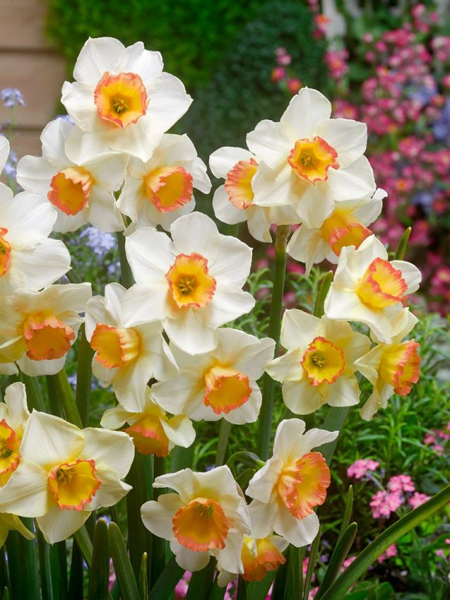 Narcissus 'Yazz' - Narzisse