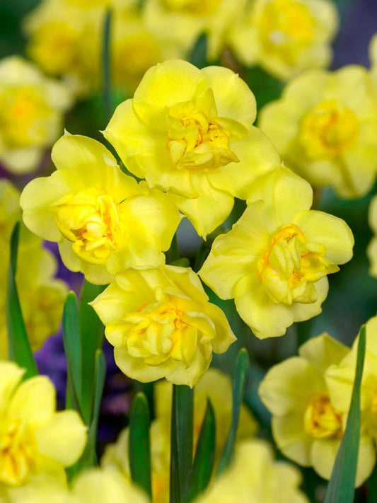 Narzissen Yellow cheerfulness