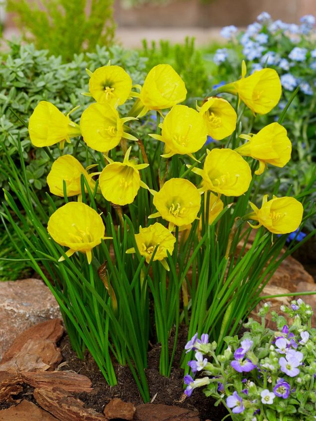 Narzissen Golden bells bulbocodium