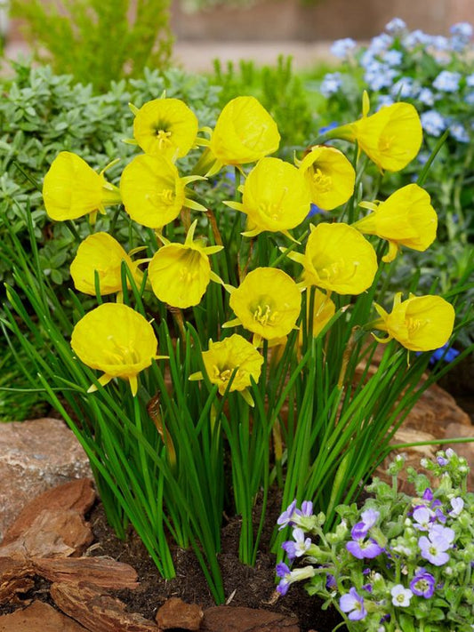 Narzissen Golden bells bulbocodium