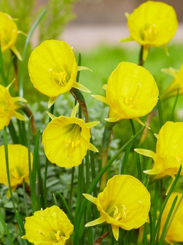 Narcissus 'Golden Bells Bulbocodium' - Narzisse