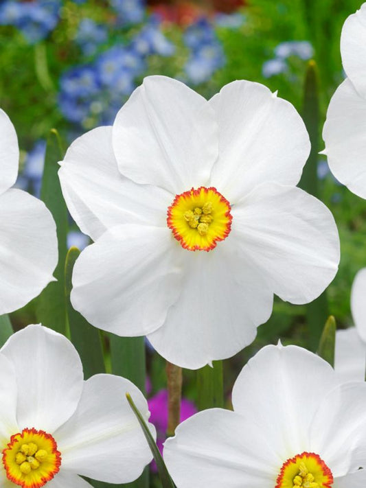 Narzissen Actaea poeticus