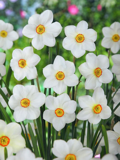 Narcissus 'Actaea Poeticus' - Narzisse