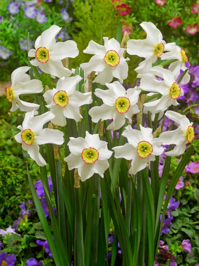 Narcissus 'Poeticus Recurvus Pheasant Eye' - Narzisse