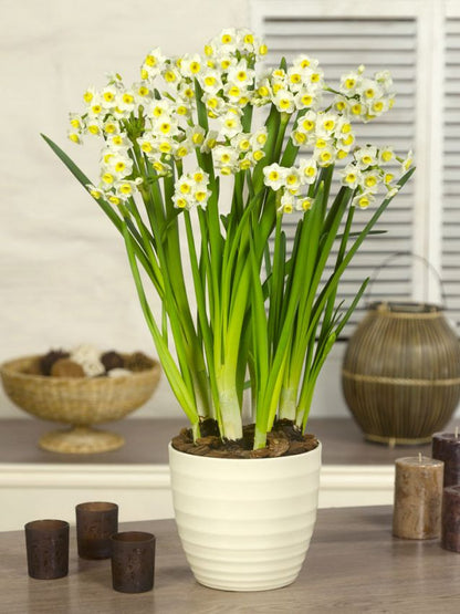 Narcissus 'Avalanche' - Narzisse