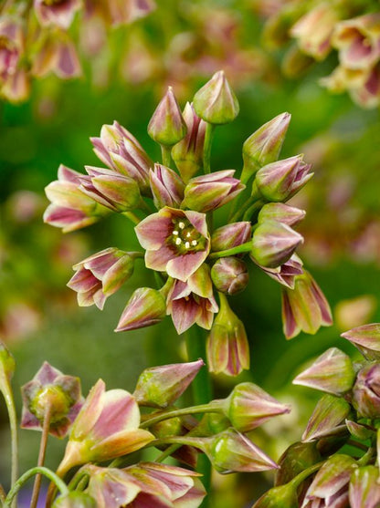 Sonstige Nectaroscordum siculum (allium bulgaricum)