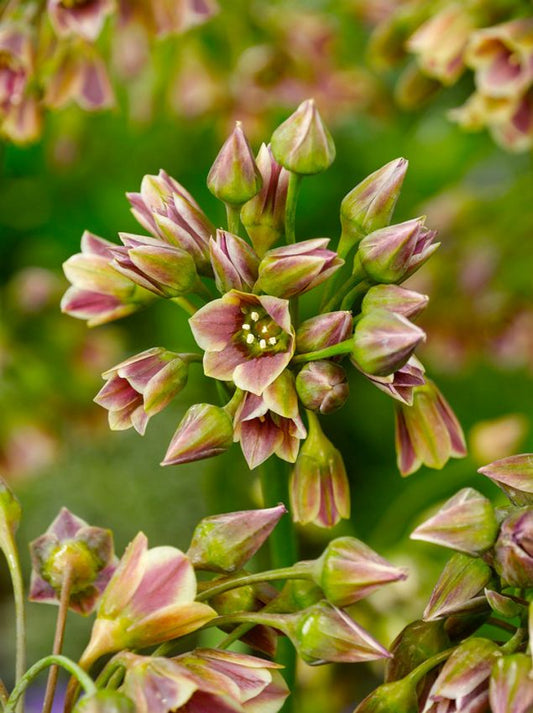 Sonstige Nectaroscordum siculum (allium bulgaricum)