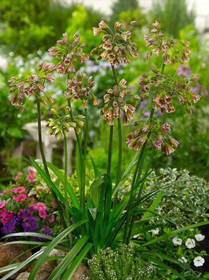Nectaroscordum siculum (Allium bulgaricum) - 20 Stück