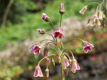 Nectaroscordum siculum (Allium bulgaricum) - 20 Stück