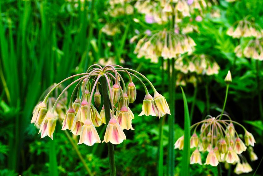 Nectaroscordum siculum (Allium bulgaricum) - 20 Stück