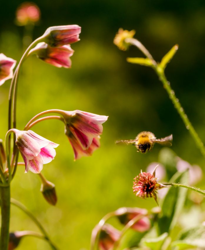 Nectaroscordum siculum (Allium bulgaricum) - 20 Stück