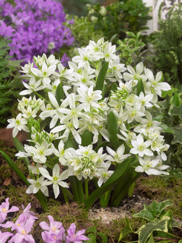 Milchstern 'Balansae Oligophyllum' - 20 Stück