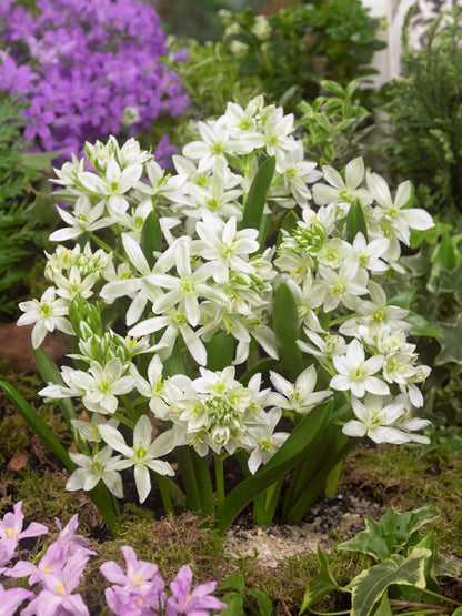 Milchstern 'Balansae Oligophyllum' - 20 Stück