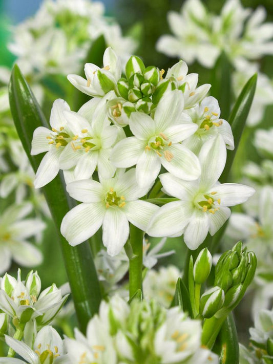 Milchstern Ornithogalum balansae (oligophyllum)
