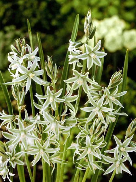 Milchstern Ornithogalum nutans