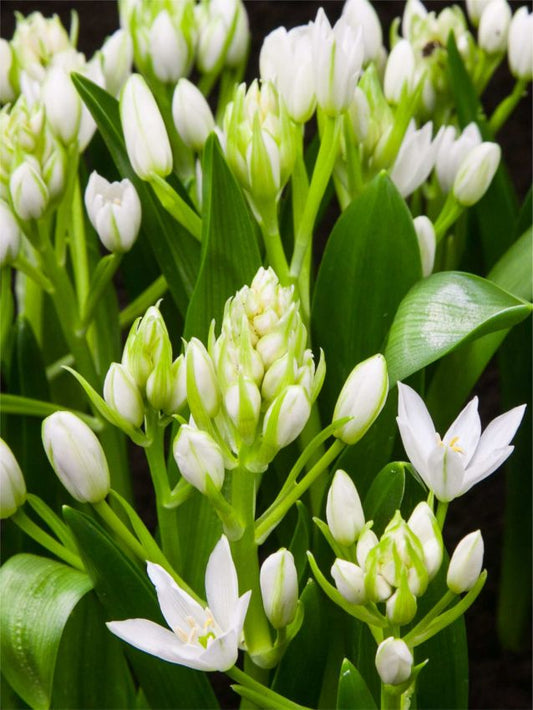 Milchstern Ornithogalum white trophy