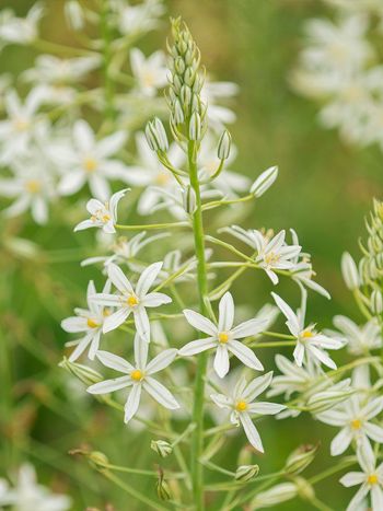 Milchstern Ornithogalum ponticum sochi