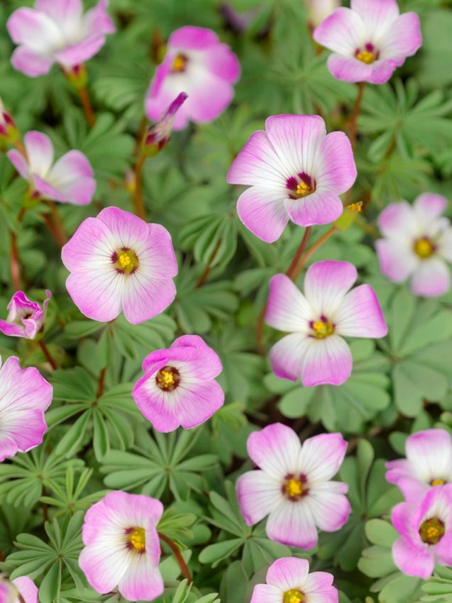 Sauerklee Oxalis adenophylla