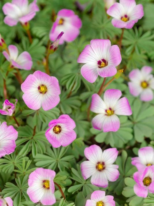 Sauerklee Oxalis adenophylla