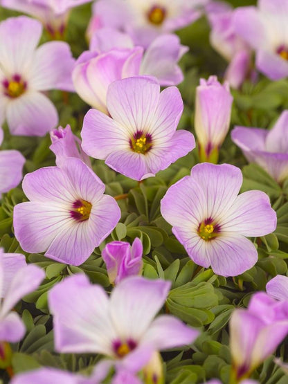 Sauerklee 'Adenophylla' - 25 Stück