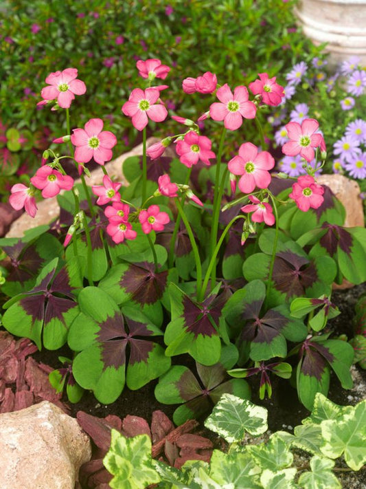 Sauerklee Oxalis iron cross