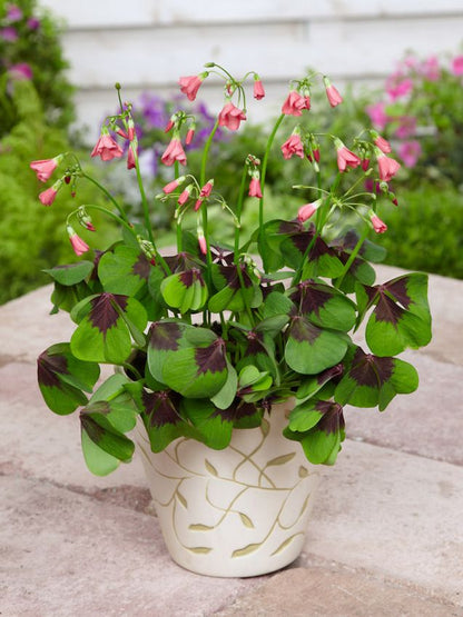 Oxalis 'Deppei' - Sauerklee