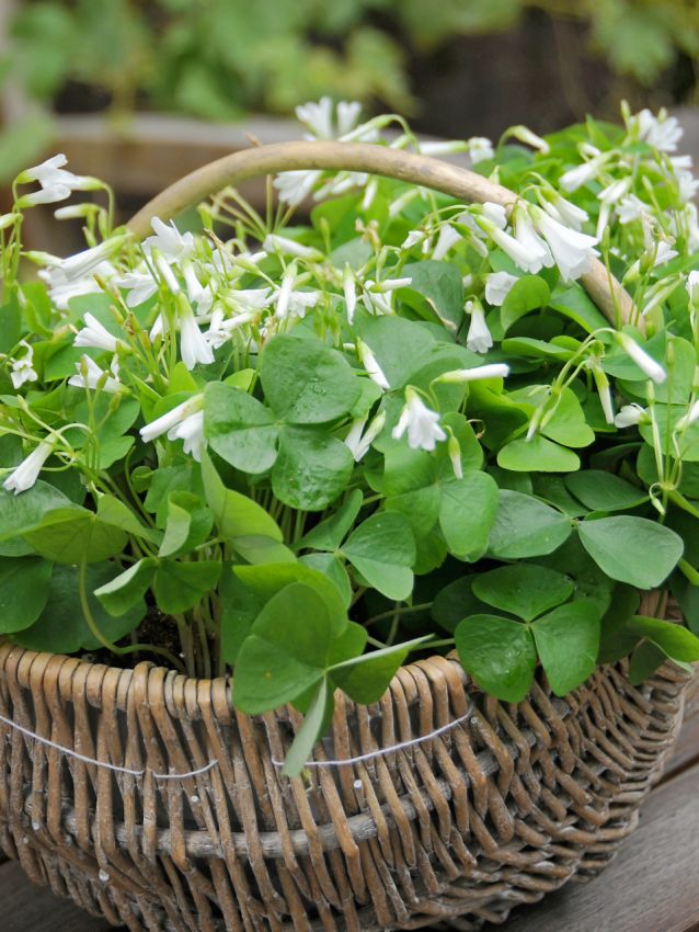 Sauerklee Oxalis regnellii papilionacea