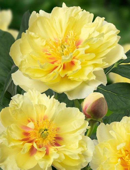 Pfingstrose Paeonia bartzella