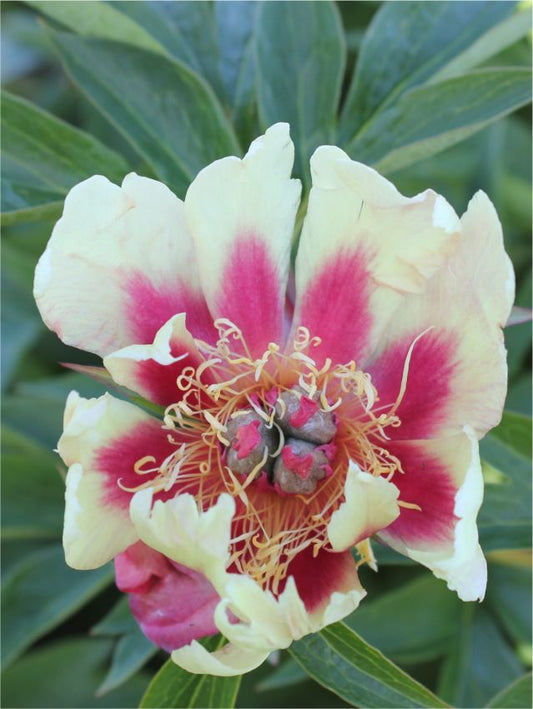 Pfingstrose Paeonia court jester