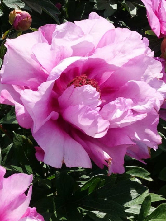 Pfingstrose Paeonia first arrival