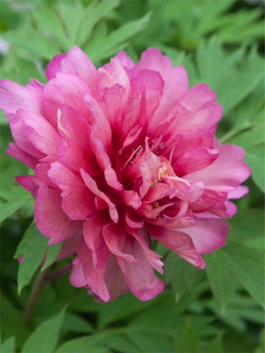 Pfingstrose Paeonia hillary