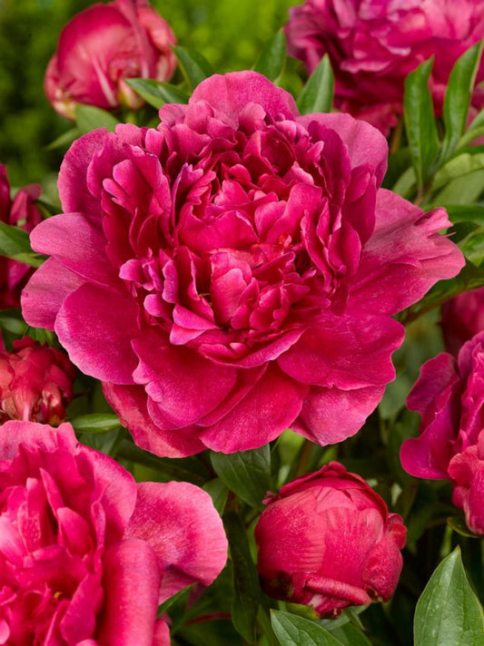 Pfingstrose Paeonia kansas