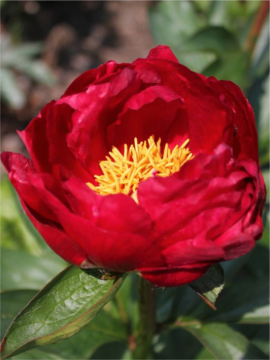 Pfingstrose Paeonia scarlet heaven itoh