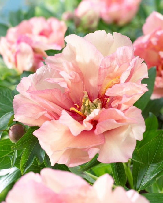 Pfingstrose Paeonia canary brilliants