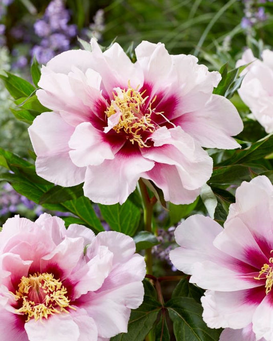 Pfingstrose Paeonia cora louise